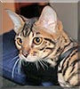 Smokey the Bengal