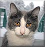 Dash the Cat