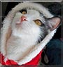 Stubbs the American Longhair, Japanese Bobtail
