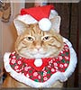 Prettyboy the Orange tabby
