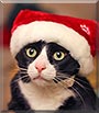 Sylvester the Tuxedo