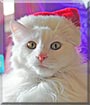 McLovin the Angora