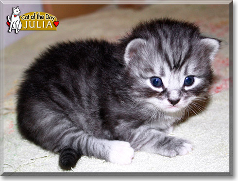 Julia, the Cat of the Day