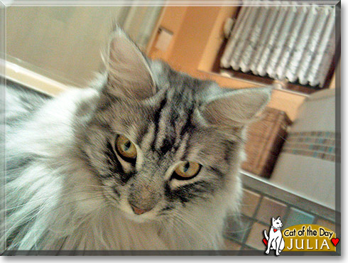 Julia, the Cat of the Day