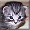 Cat of the Day