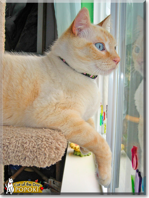 Popoki, the Cat of the Day