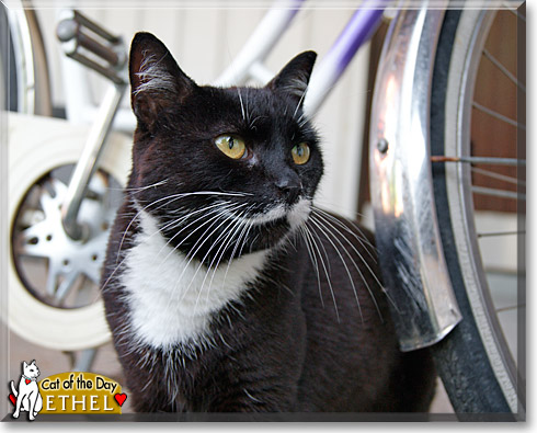 Ethel, the Cat of the Day