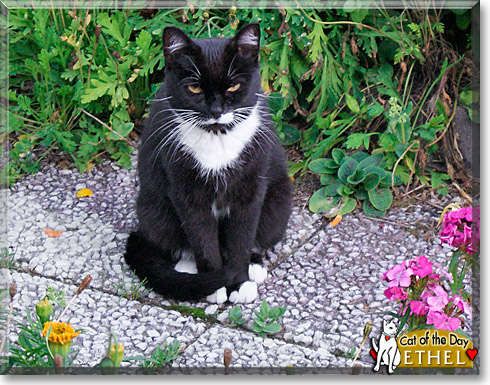 Ethel, the Cat of the Day Ethel, the Cat of the Day