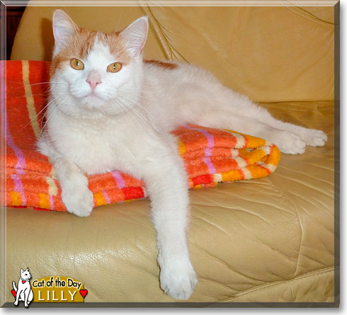 Lilly, the Cat of the Day