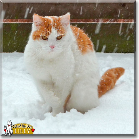 Lilly, the Cat of the Day