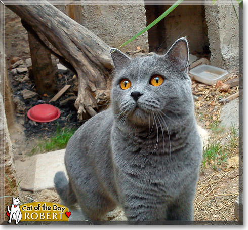 Robert, the Cat of the Day