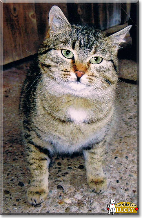 Lucky, the Cat of the Day