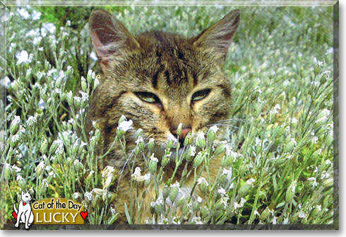 Lucky, the Cat of the Day Lucky, the Cat of the Day