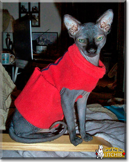 UtchieB, the Cat of the Day UtchieB, the Cat of the Day