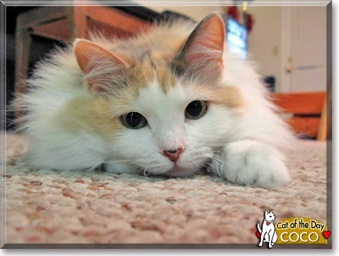 Coco, the Cat of the Day