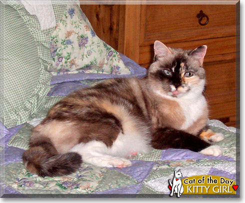 Kitty Girl, the Cat of the Day