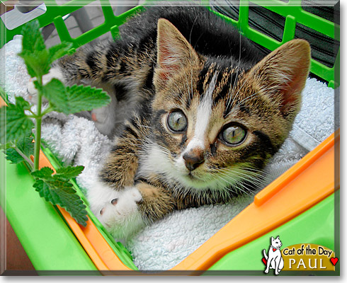 Paul, the Cat of the Day