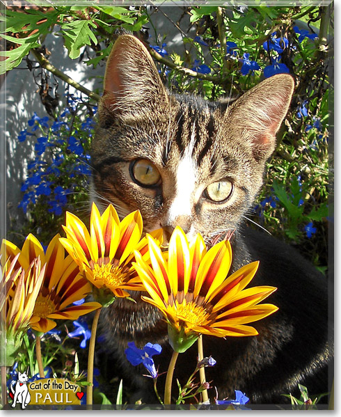 Paul, the Cat of the Day Paul, the Cat of the Day
