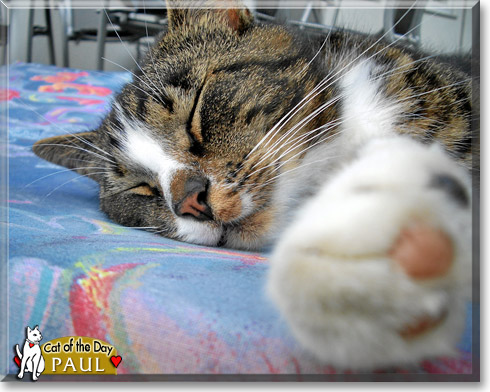 Paul, the Cat of the Day Paul, the Cat of the Day