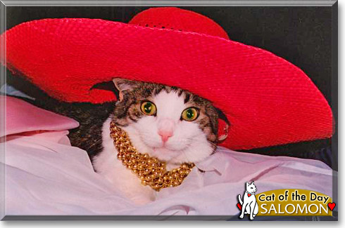 Salomon, the Cat of the Day Salomon, the Cat of the Day