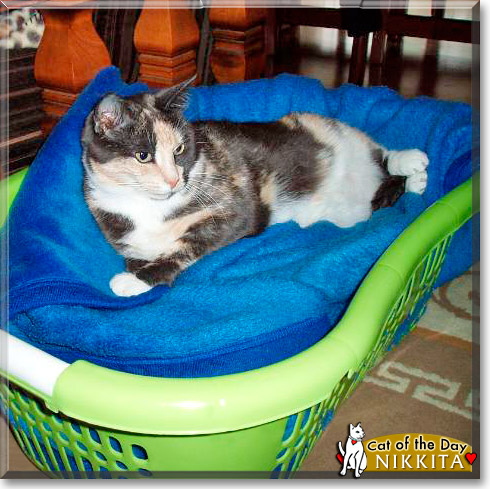 Nikkita, the Cat of the Day