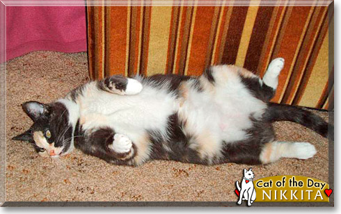 Nikkita, the Cat of the Day
