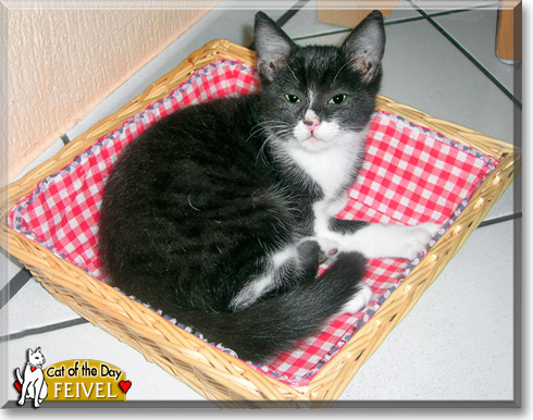 Feivel, the Cat of the Day