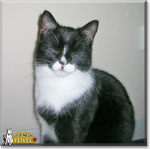 Feivel, the Cat of the Day Feivel, the Cat of the Day