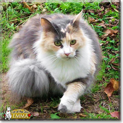 Emma, the Cat of the Day