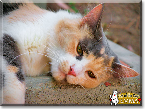 Emma, the Cat of the Day Emma, the Cat of the Day