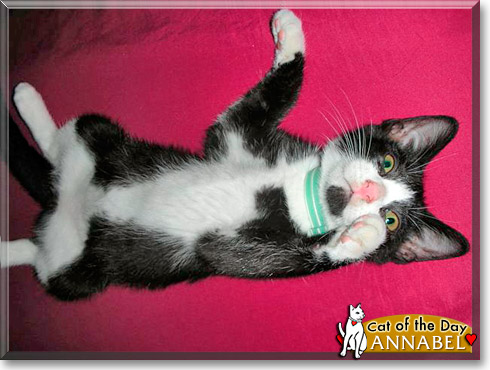 Annabel, the Cat of the Day