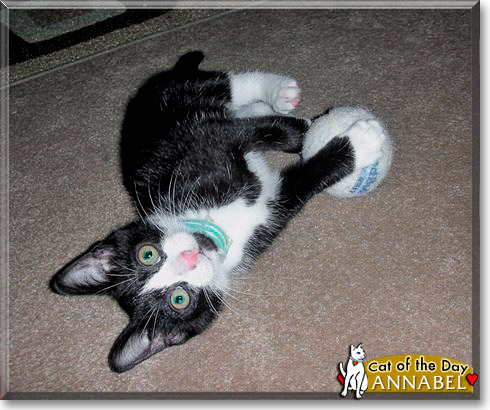 Annabel, the Cat of the Day