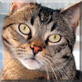 Morpheus the Tabby