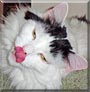 Timothy the Domestic long hair