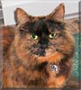 Penny the Domestic Medium Haired