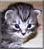Julia the Norwegian Forest Cat