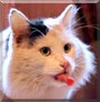 Moonlight the Cat