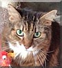 Kit the Cat