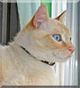 Popoki the Siamese mix