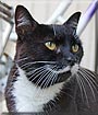 Ethel the Cat
