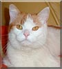Lilly the Cat