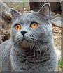 Robert the British Shorthair