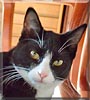 Sylvester the Cat