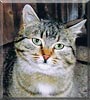 Lucky the Tabby