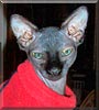 UtchieB the Sphynx