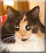 Willow the Long haired Calico