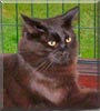 Momo the Cat