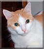 Buddy the Domestic Shorthair