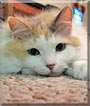 Coco the Calico