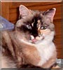 Kitty Girl the Tortie Siamese
